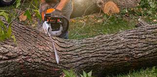 Trusted Cape Canaveral, FL  Tree Services Experts